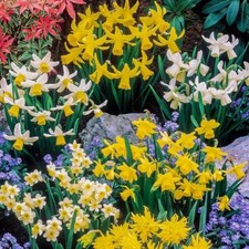 Mini daffodil bulbs mixed - daffodil,