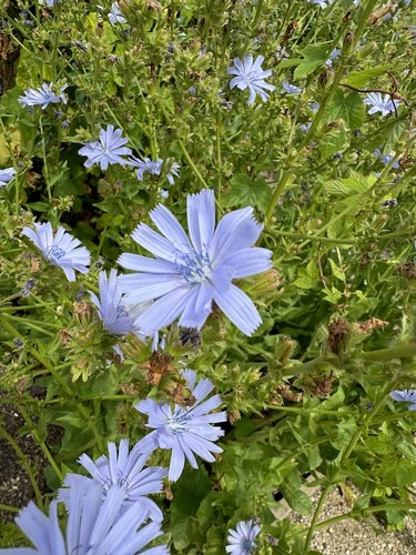 Cichorium intybus chicory - cichorium, |