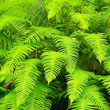 Polystichum Munitum Western Sword Fern Evergreen Outdoor Hardy Fern Garden Plant