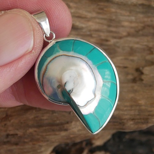 Small turquoise nautilus shell - small,