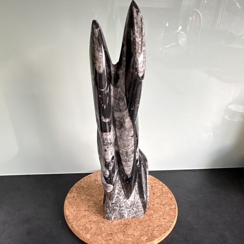 Black orthoceras fossil - orthoceras,