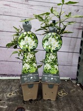 2 x Solanum 'Album' 9cm Pot