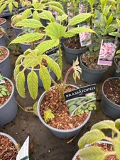 Brassiaopsis Mitis Unusual