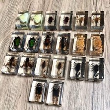 Small real bugs - bugs, in
