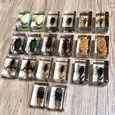 Small Real Bugs / Insects In Clear Acrylic Block Resin Paperweight Taxidermy
