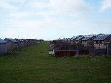 Photo 6x4 Pheasant rearing