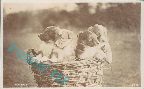 Dogs puppies basket real - a,