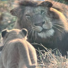 BBC Earth Lion And Cub Jigsaw