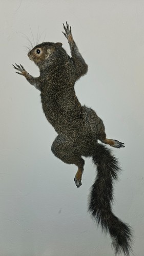 Unique taxidermy squirrel wall - unique,