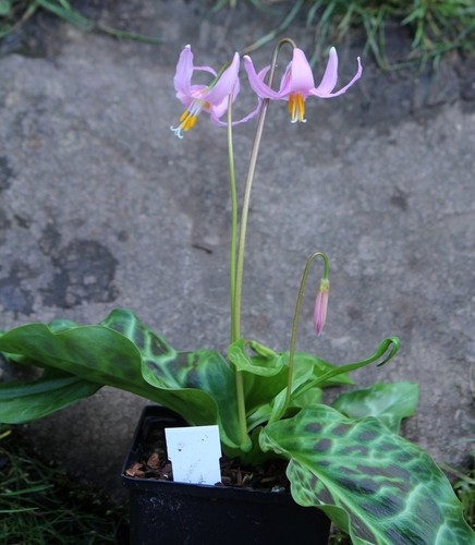 Erythronium californicum