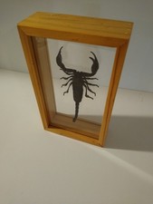 Framed Mounted Real Scorpion