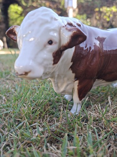 Beswick polled hereford bull - beswick,