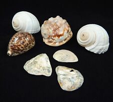 Collection of 7 Large Seashells: Cameo, Tonna, Cypraea Tigris & Oyster Shells