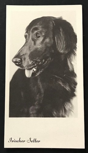 Irish setter trade card - irish,