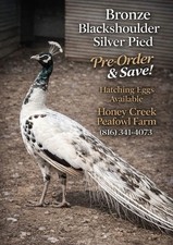 *12* Rare Peafowl Peacock