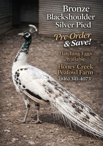 Rare peafowl peacock - *12*,