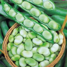4 Packs of Broad Bean Seeds Aquadulce Bunyards Sutton Dwarf Masterpiece 