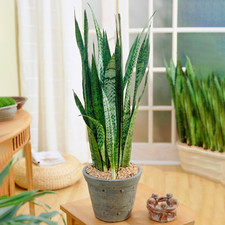 Sansevieria Black Coral - Snake Plant Potted Gift for Home or Office 30-40cm