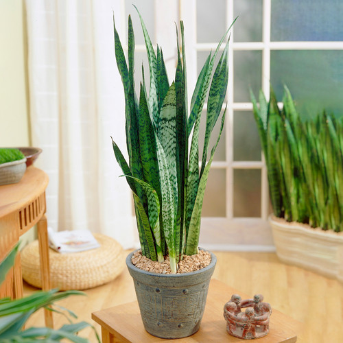 Sansevieria black coral - black,