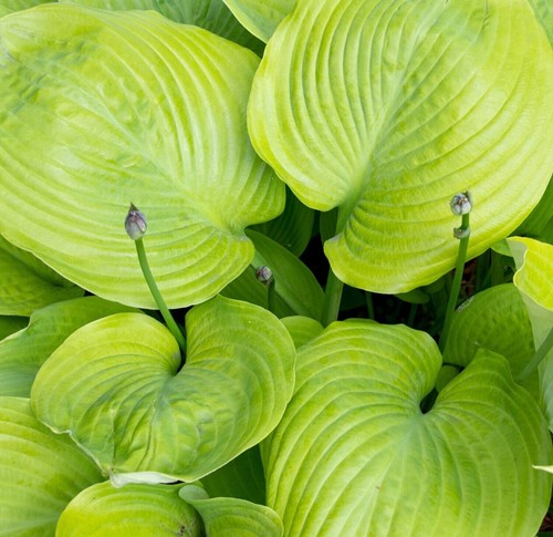 Hosta sum substance - hosta, 'sum