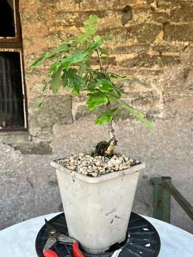 Oak bonsai starter - oak, tree