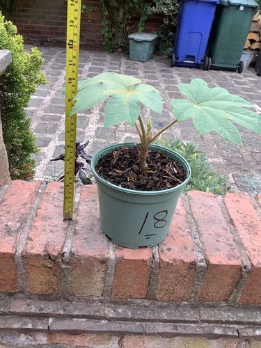 Tetrapanax