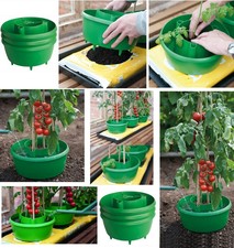 Garden tomatoes tomato bean - garden,