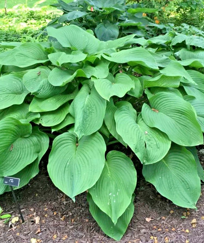 Hosta rex deluxe - -, pot