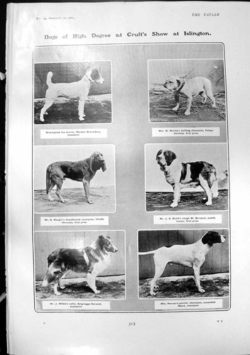 Antique print dogs - antique, crufts