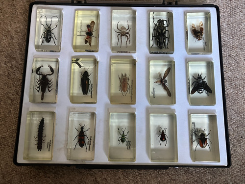 Bugs insects resin - bugs, in