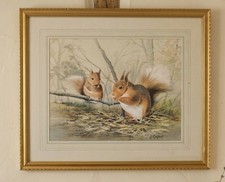 Vintage Red Squirrel Print by