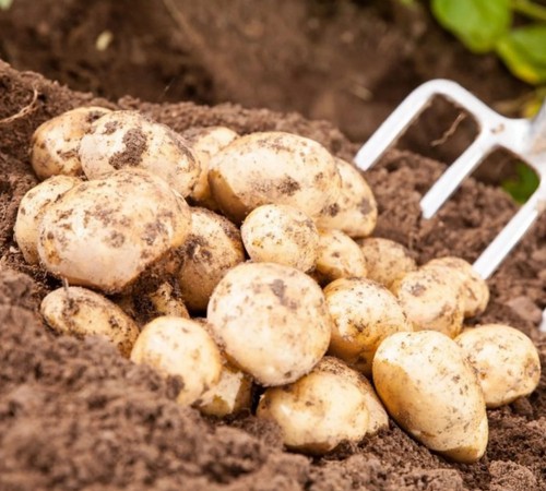 Seed potato first early second - potato,