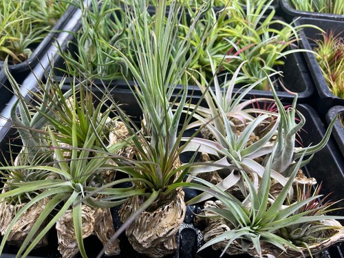 Air plant massive selection - -,