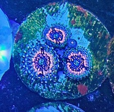 Pink Chaos zoanthid / zoa /