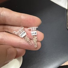 25pcsseeds+ dorstenia