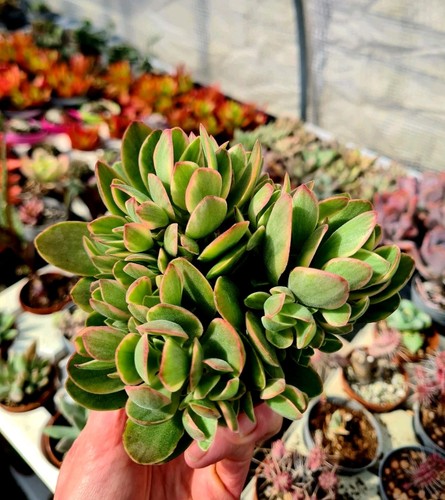 Crassula swaziensis money - crassula,