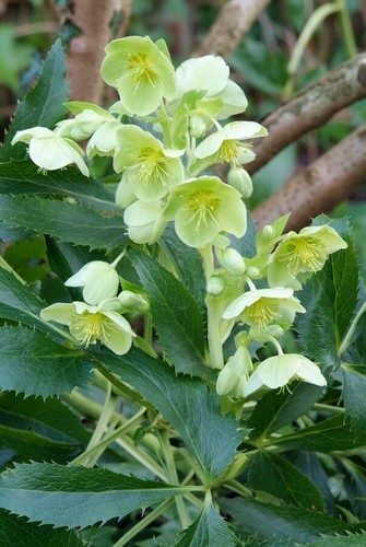 Helleborus argutifolius - 3,