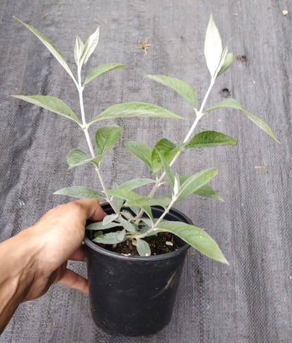 Yes two buddleja buzz - yes,