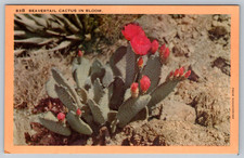 c1940s Beavertail Cactus Bloom