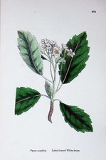 Original Old Antique Print Botany Plants C1902 Lobed Leaved White Beam Pyrus