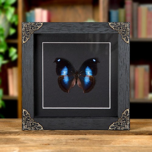 Great blue moonset taxidermy - great,