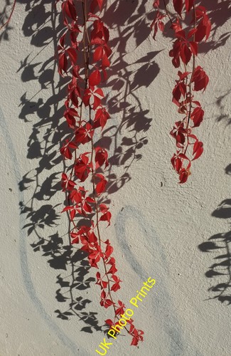 Photo 12x8 virginia creeper - photo,