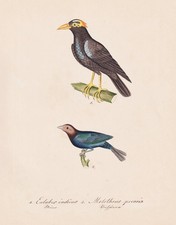 Niasbeo Nias hill myna cowbird