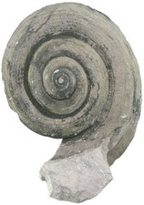 Cretaceous Leptomaria plana