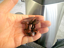 Hand carved wood netsuke - carved,