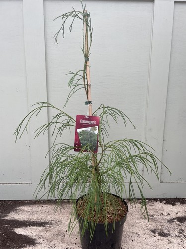 Chamaecyparis lawsoniana