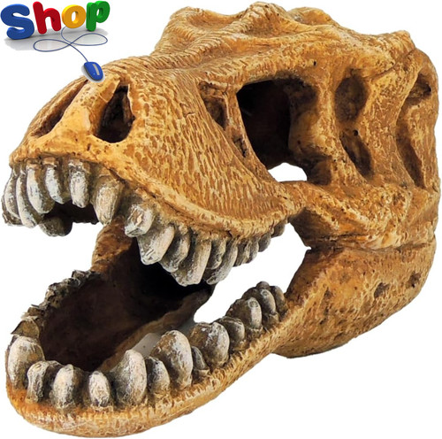 Rex dinosaur skull aquarium - dinosaur,