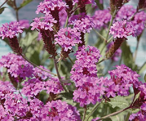 Verbena hardy rigida santos - verbena,