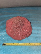 RB3 Red 6" Dead Pipe Coral