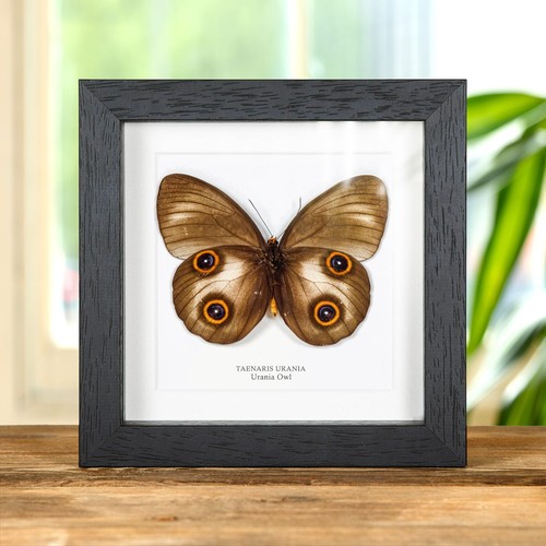 Taxidermy urania owl butterfly - owl,